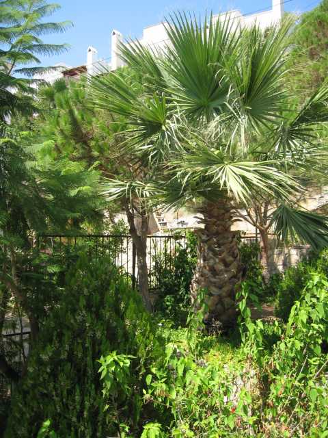 Palmengarten Palmengarten