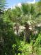 Palmengarten