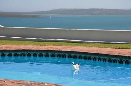 Pool Pool