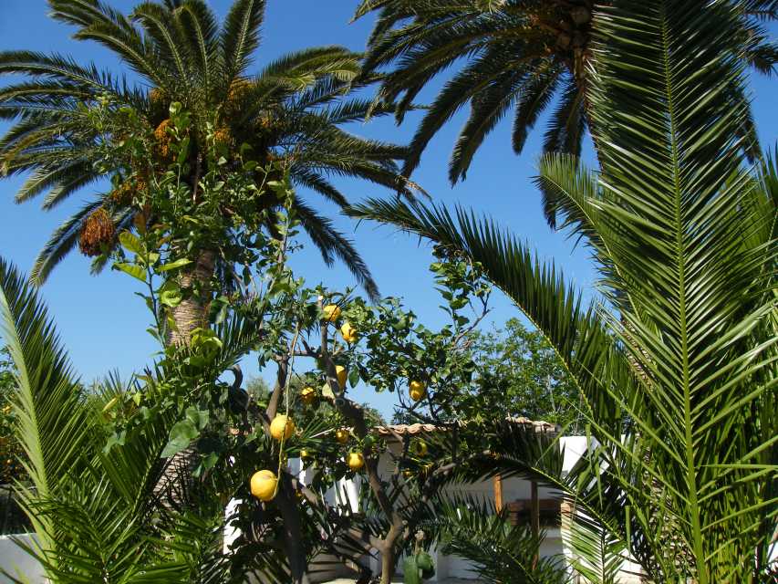 Pepe`s Früchtegarten Pepe`s Früchtegarten