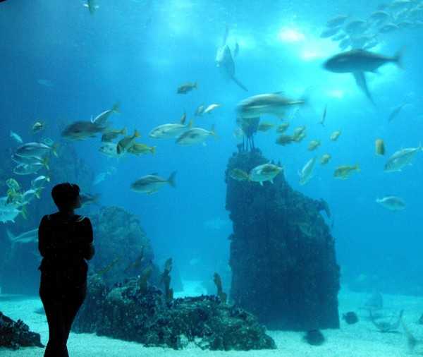 Lissabon-Oceanarium Lissabon-Oceanarium